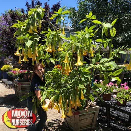 Angels Trumpet in nursery