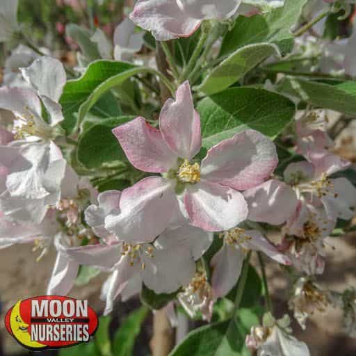 Anna Apple flower