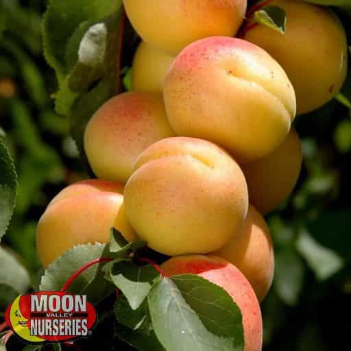 Royal Blenheim Apricot Close-up