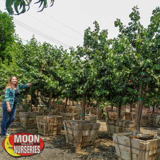 Royal Blenheim Apricot Trees in Nursery