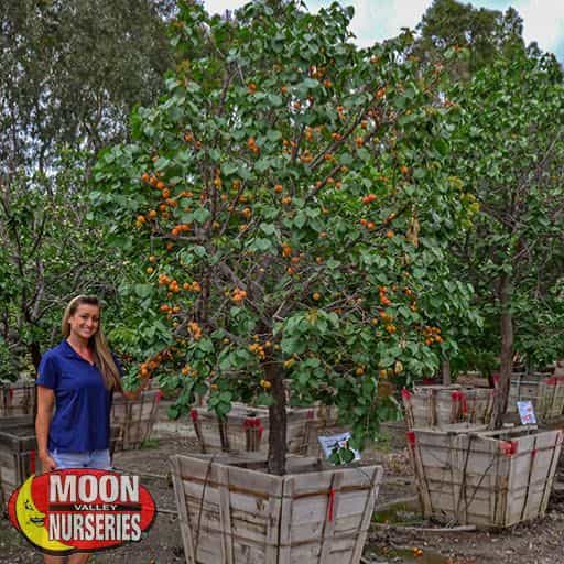 Katy Apricot tree