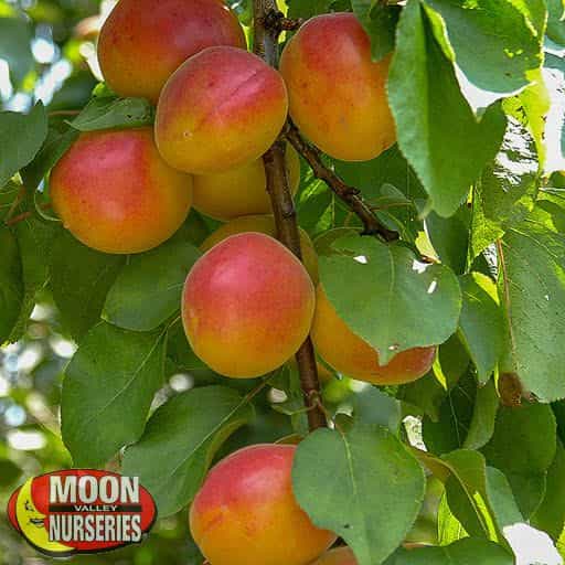 Royal Blenheim Apricot Hanging