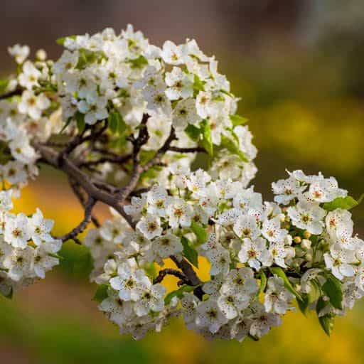Aristocrat Flowering Pear bloom close up.