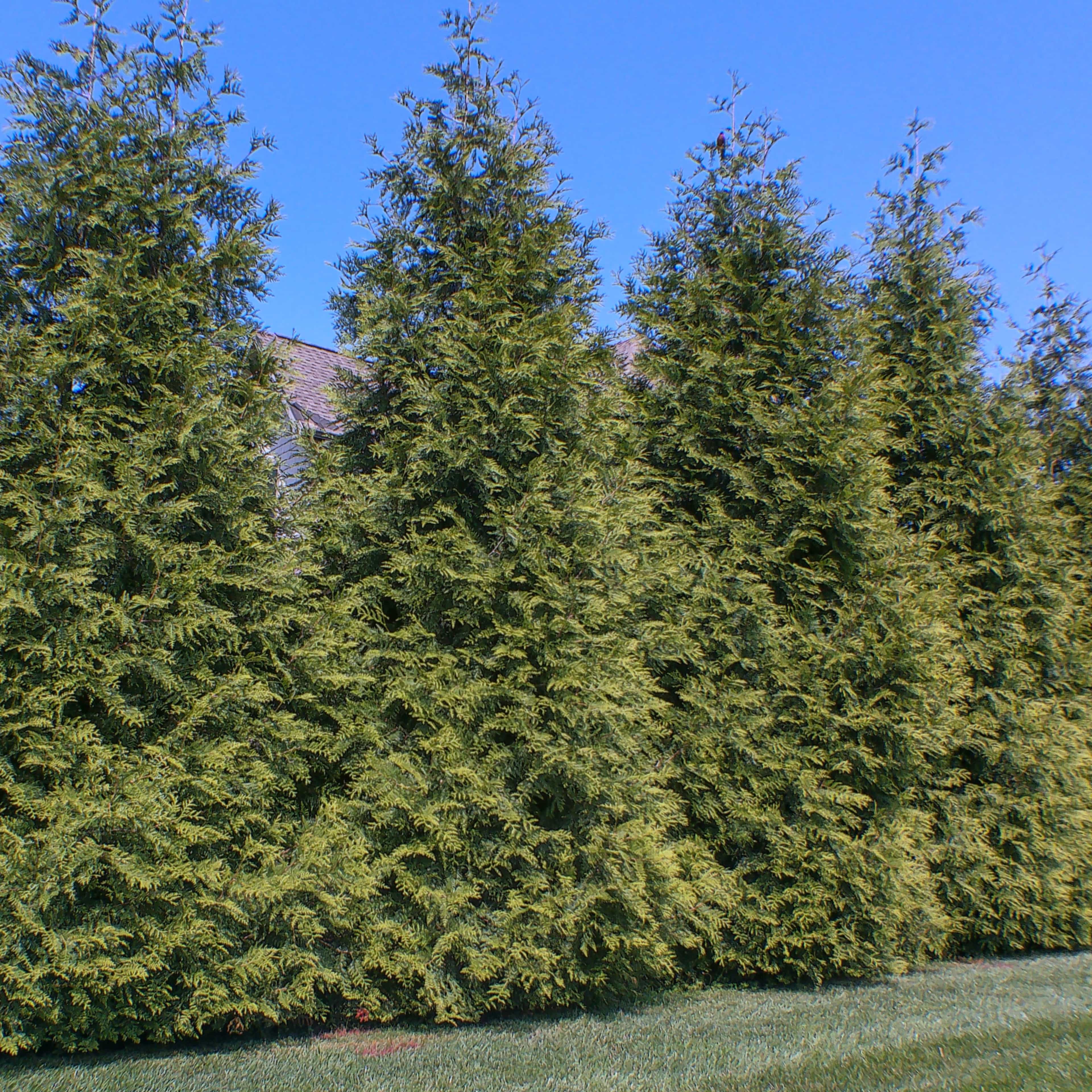 arbovitae green giant 