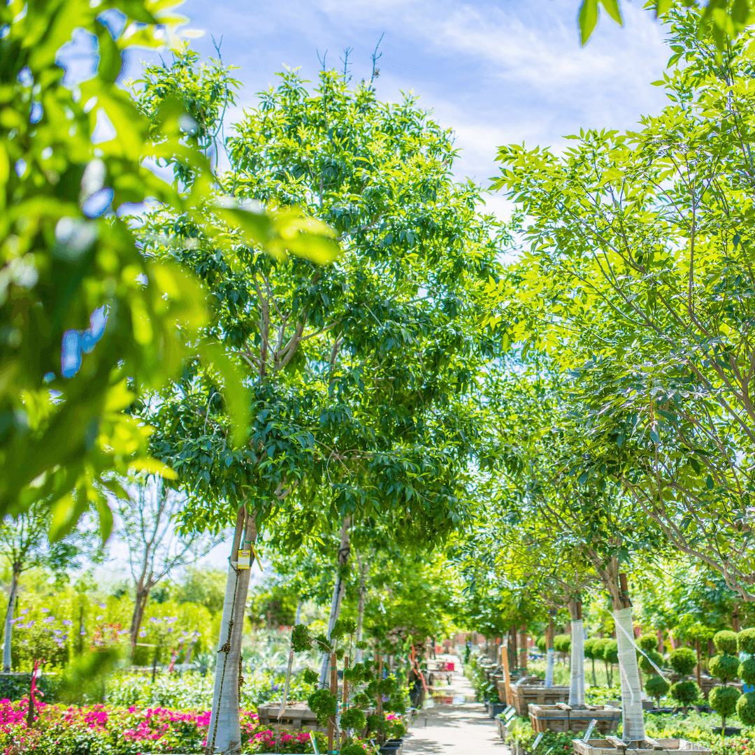 Arizona Ash Tree