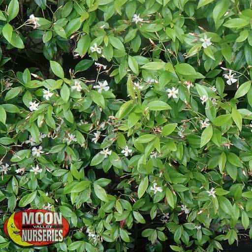 Asian Jasmine flowers