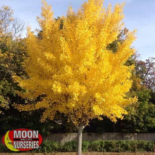 Autumn Gold Maidenhair Tree in yard