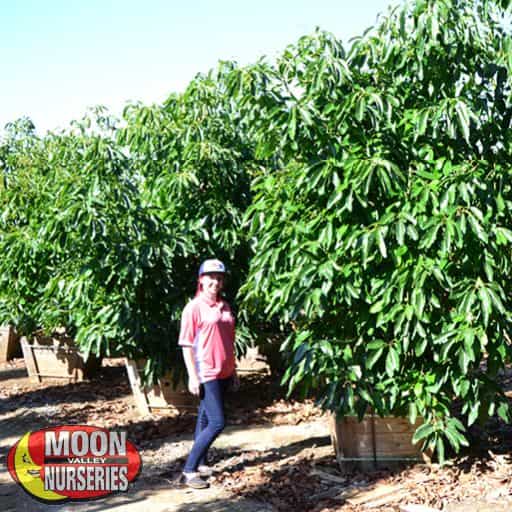 Bacon Avocado trees in the nursery with a person.