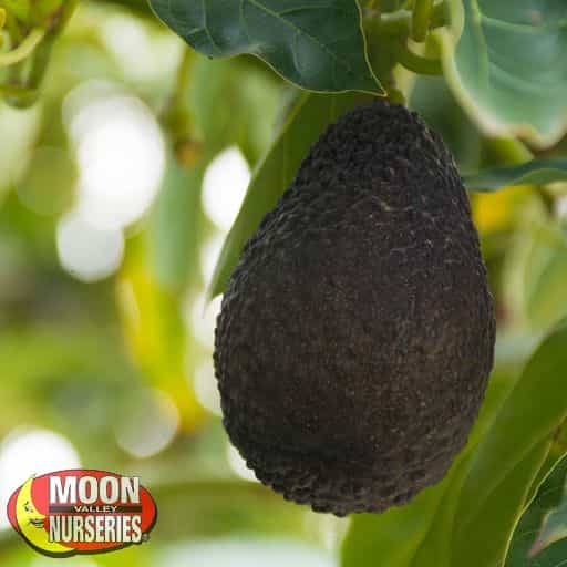 Hass Avocado Close-up