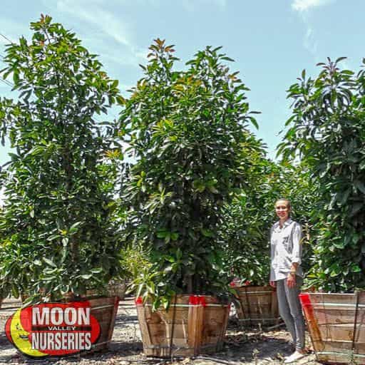 Hass Avocado Trees