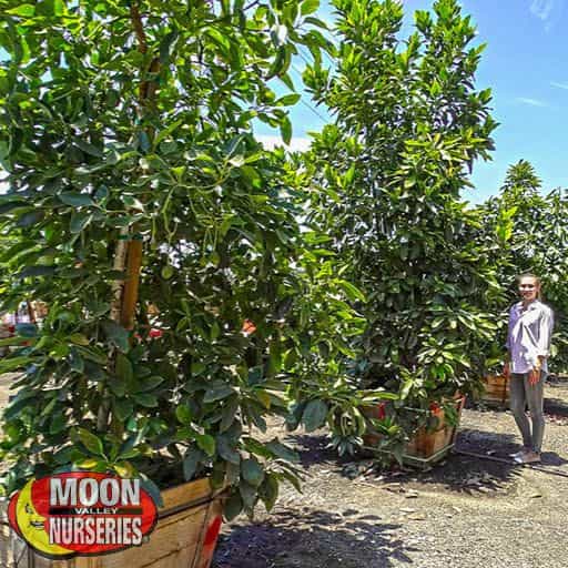 Hass Avocado Trees in Nursery