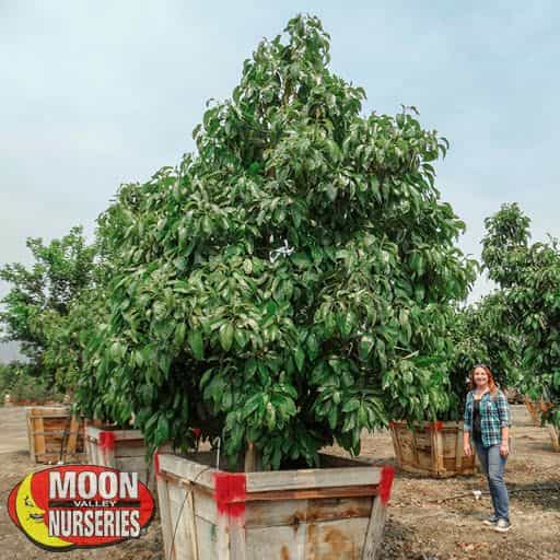 Hass Avocado Tree