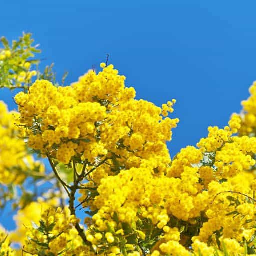 Bailey Acacia Purpurea