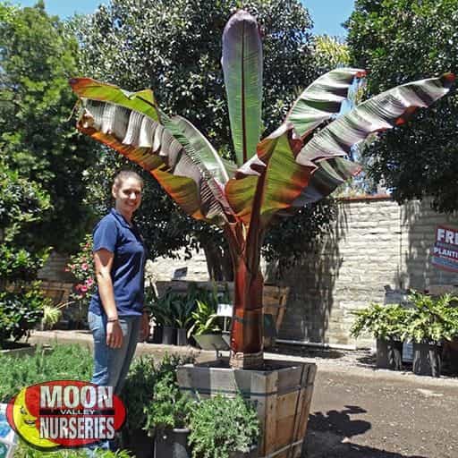 Banana Palm in nursery