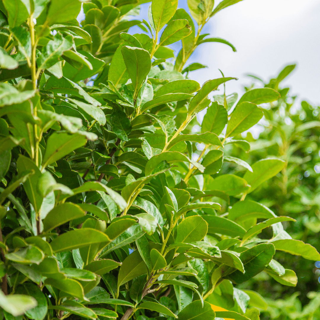 Bay Laurel Foliage