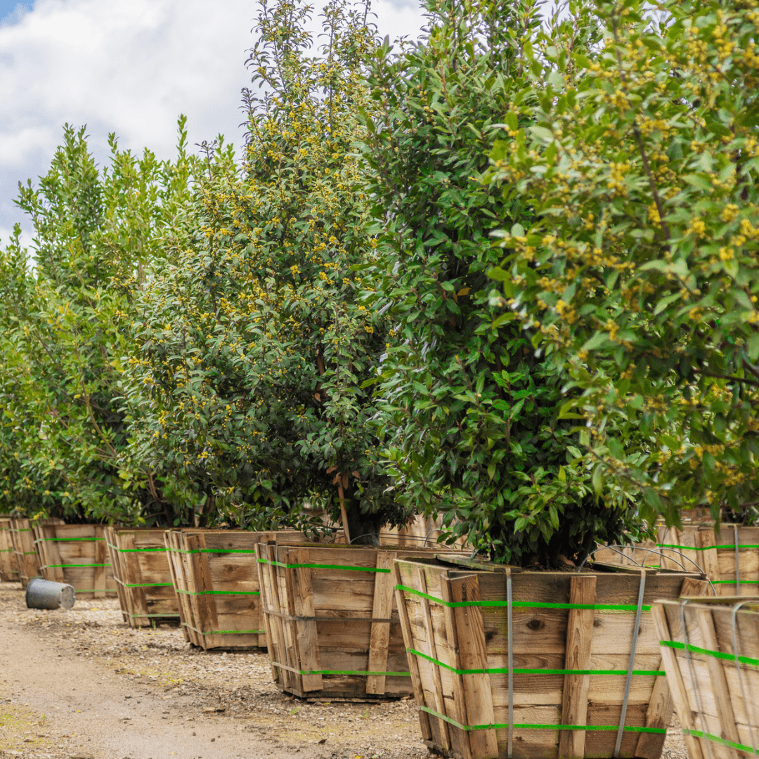 Bay Laurel Hedges