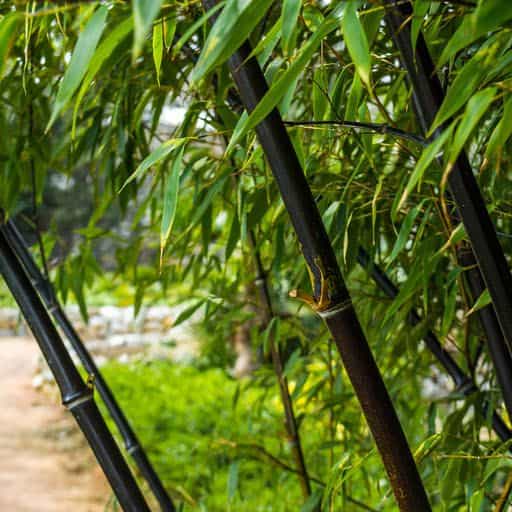 Foliage and trunk structure of the Black Bamboo.