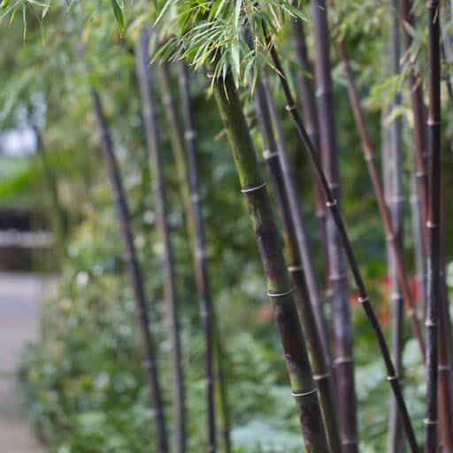 Trunks of Black Bamboo hedges.