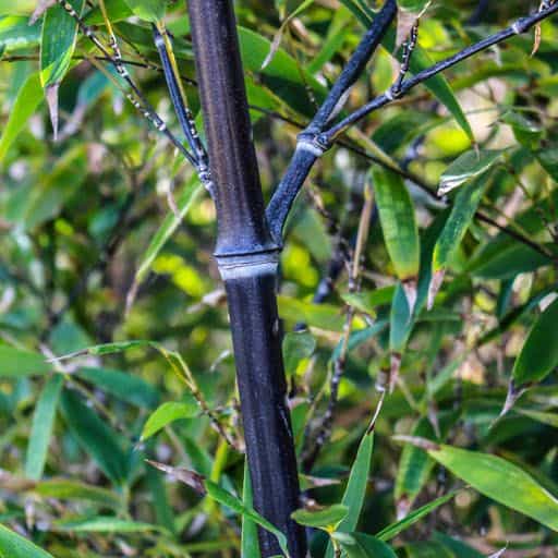 Close up shot of Black Bamboo.