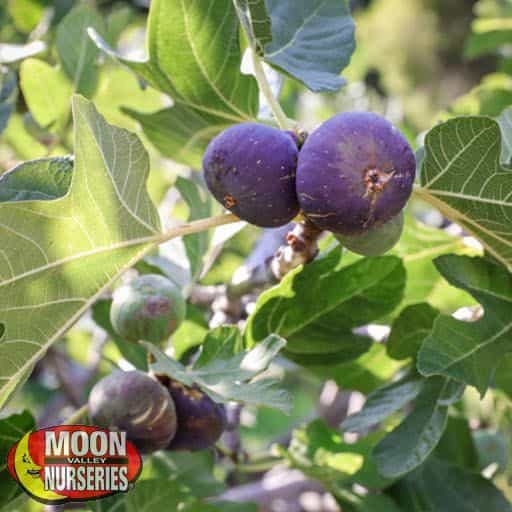 Black Mission Fig Close-up