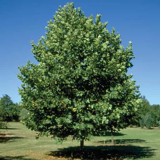 Bloodgood Sycamore tree planted.