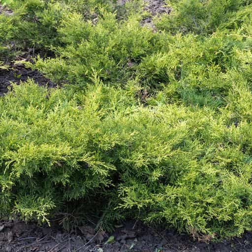 Blue Creeping Juniper close up.