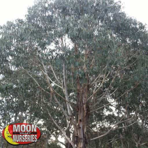 Blue Gum Eucalyptus in a landscape