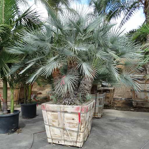 Blue Mediterranean Fan Palm in the nursery