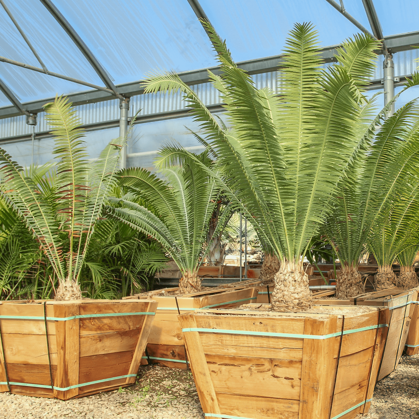 Dioon Palm