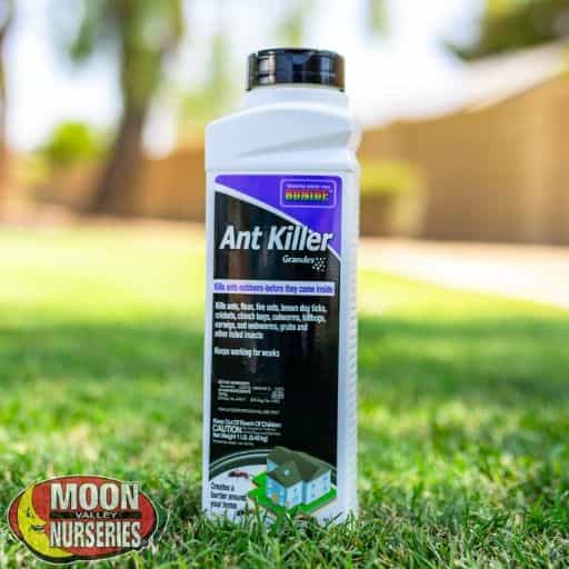 Blondie Ant Killer