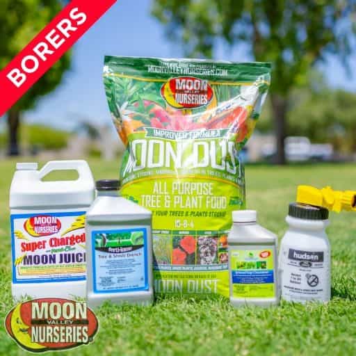 Moon Valley Nurseries' Borers Treatment Package