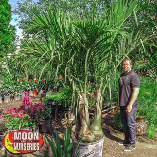 Bottle Palm with person