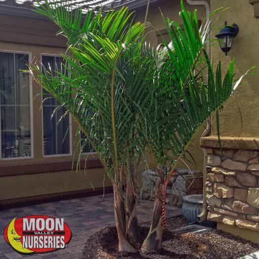 Bottle Palm Tree