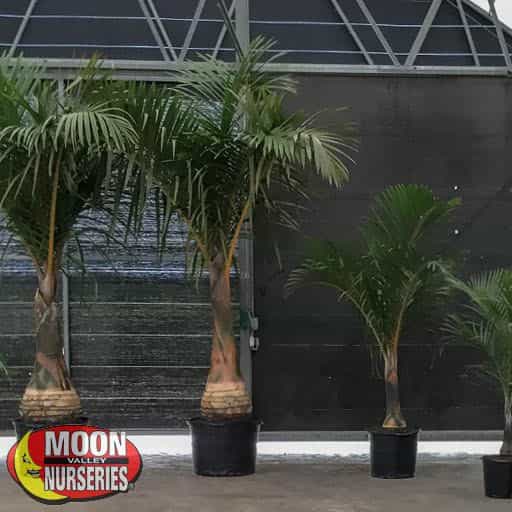 Bottle Palm
