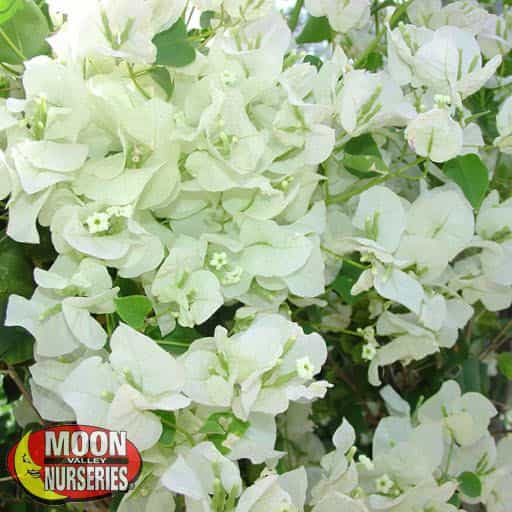 Bougainvillea White flowers close up