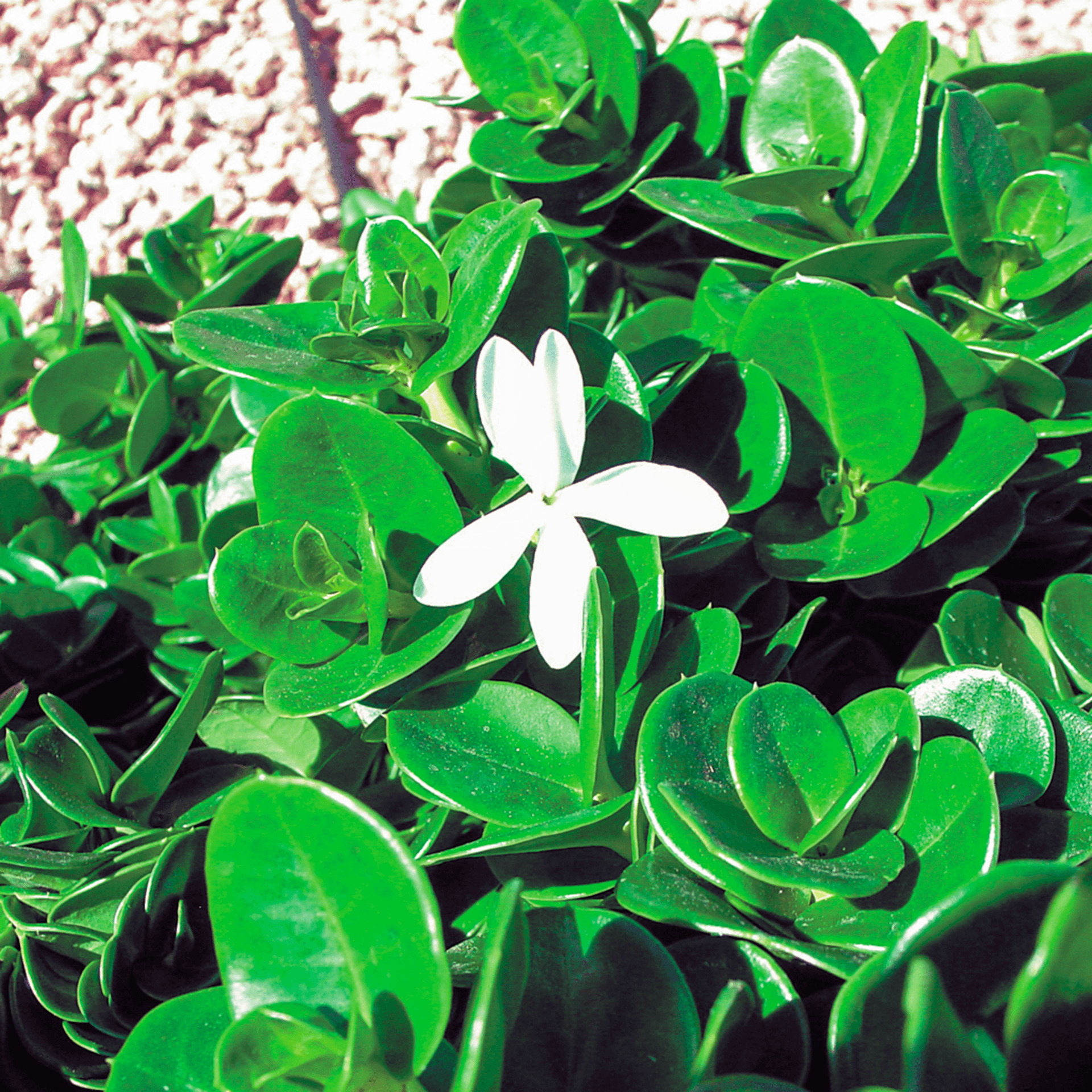 boxwood beauty