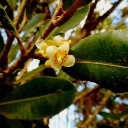 Brazilian Beauty Leaf Flower.