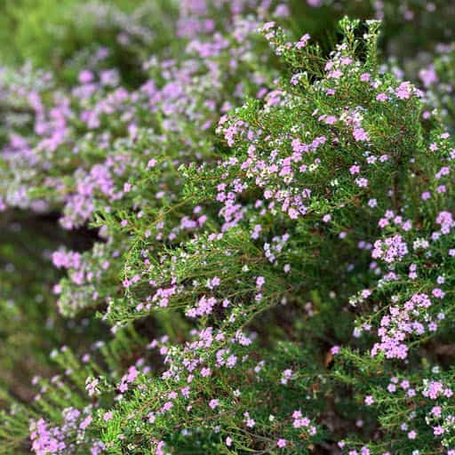 Breath of Heaven Plant.