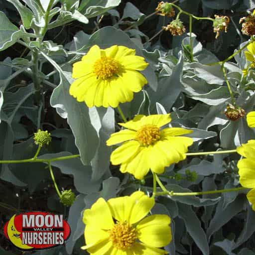 Brittle Bush Shrubs Moon Valley Nurseries