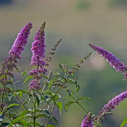 Butterfly Bush blooms close up.