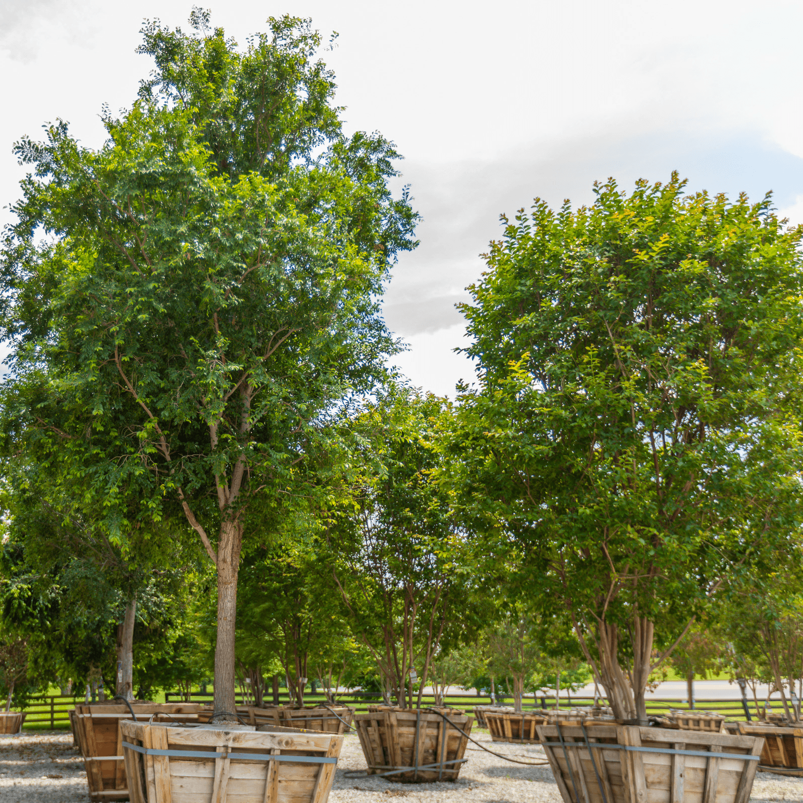 Bur oak multiple