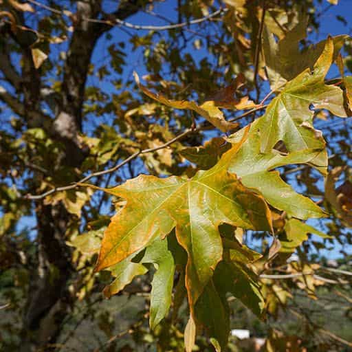 California Sycamore tree fall color foliage.