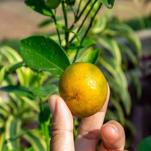Calamondin fruit.