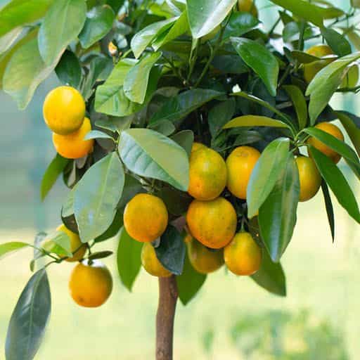 Calamondin tree with fruit.