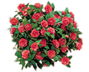 Japanese Camellia Isolated