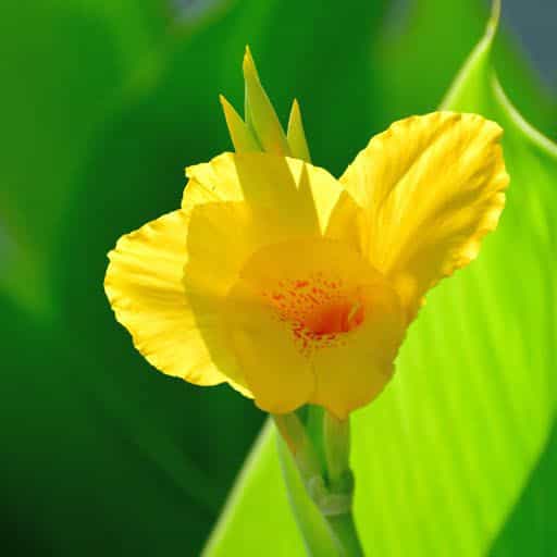 Canna Lily bloom close up.