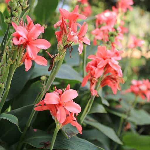 Canna Lily flowers.