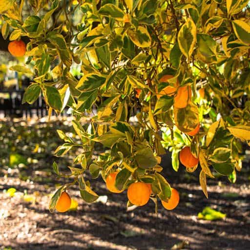 Variegated Calamondin tree with fruit.