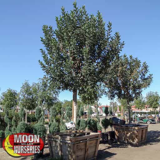 A Carob tree in the nursery