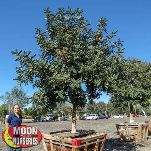 A Carob tree in the nursery next to a person